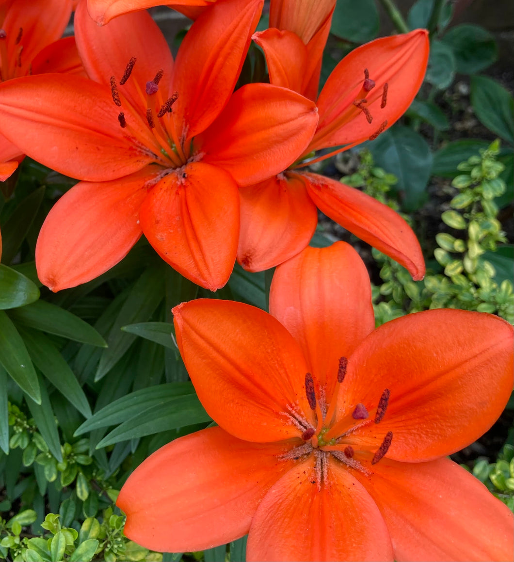 10 bulbs of Lilium Asiatic/Orange Asiatic Lily (Orange Pixie) Includes Postage