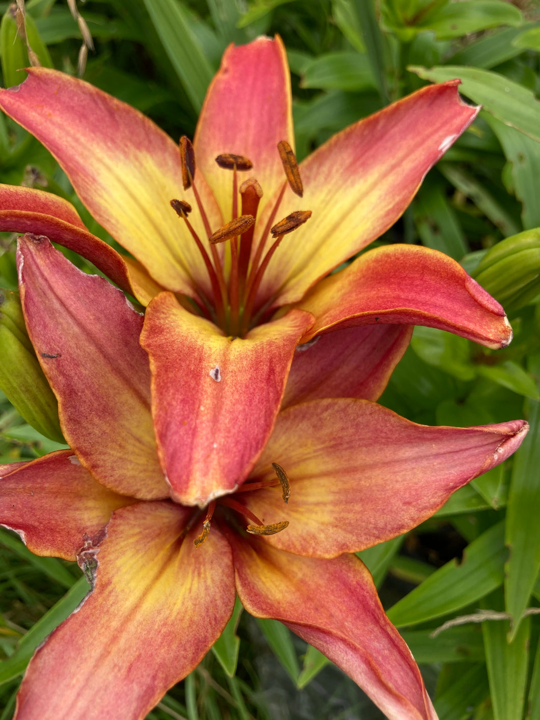1 bulb of yellow/red Tiger Lily (Red Dutch) Includes Postage