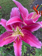 Load image into Gallery viewer, 6 bulbs of Lilium/Asiatic Lily (Stargazer) Includes Postage
