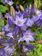 Load image into Gallery viewer, 20 bulbs of Triteleia (Fabiola) Includes Postage
