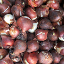 Load image into Gallery viewer, 30 bulbs of pink Tulip (Van Eijk) Includes Postage
