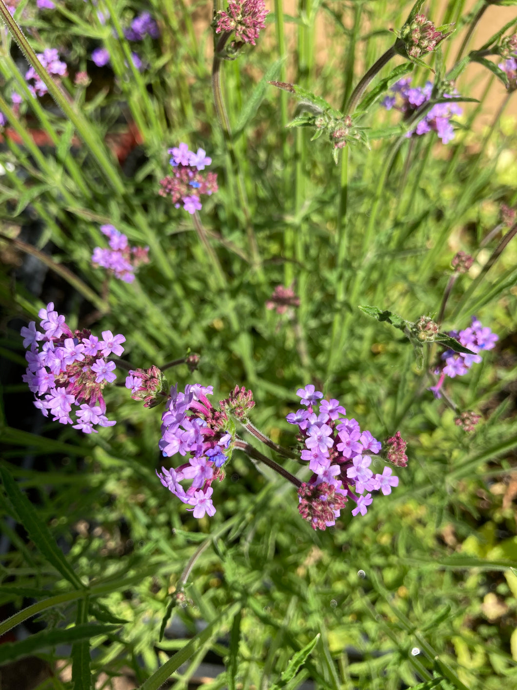 5 plugs of Verbena bonariensis (Royal Dreams) Includes Postage