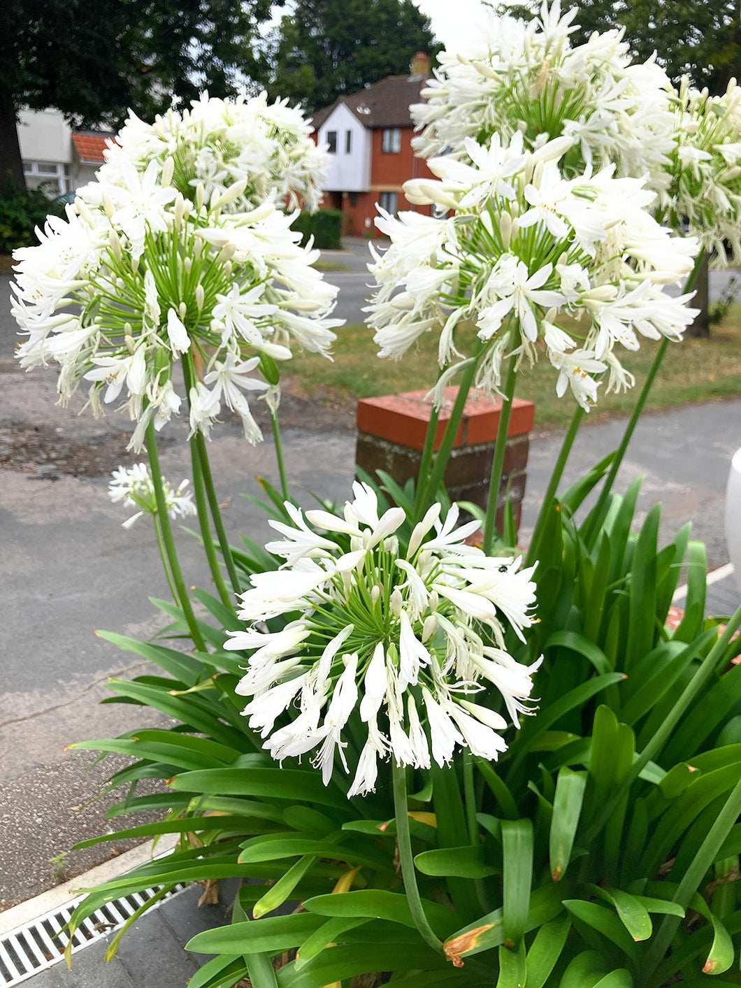 2 roots of white Agapanthus (African Lily) Includes Postage