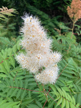 Load image into Gallery viewer, 2 budding roots of white Astilbe/False Goat&#39;s Beard Includes Postage
