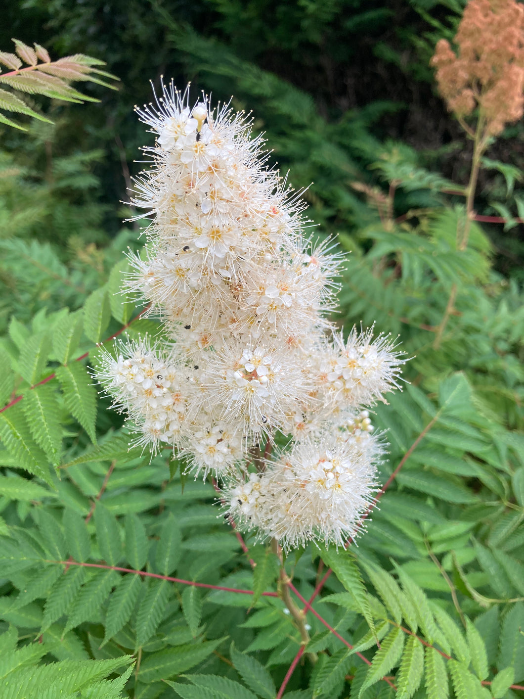 4 budding roots of white Astilbe/False Goat's Beard Includes Postage