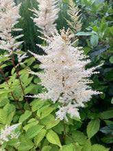 Load image into Gallery viewer, 4 budding roots of white Astilbe/False Goat&#39;s Beard Includes Postage
