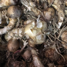 Load image into Gallery viewer, 5 bulbs of white Bowden Lily (Nerine bowdenii alba) Includes Postage
