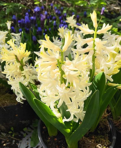 15 bulbs of Hyacinth orientalis (White Pearl) Includes Postage