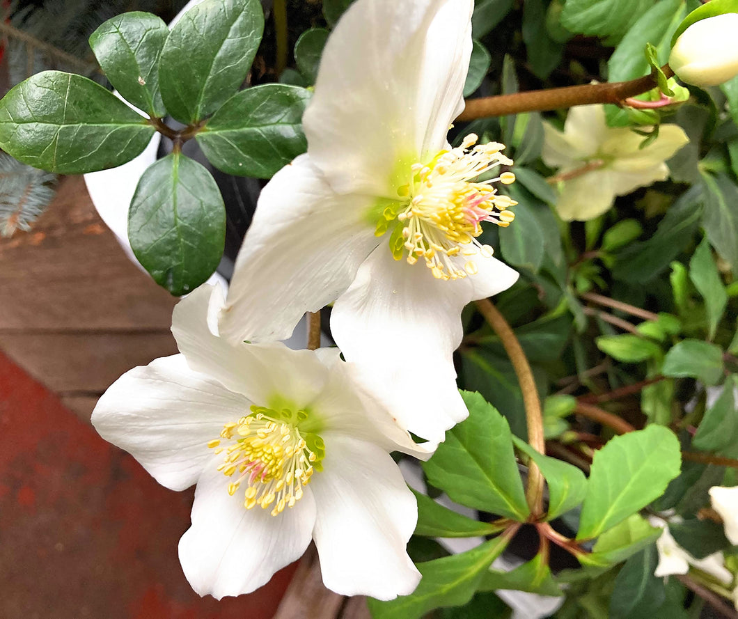 1 potted plant of white Hellebore in 15cm pot (Christmas Rose) Includes Postage