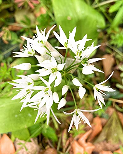 1 bulb of Allium ursinum (Wild Garlic) Includes Postage