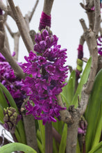 Load image into Gallery viewer, 20 bulbs of Hyacinth orientalis (Woodstock) Includes Postage

