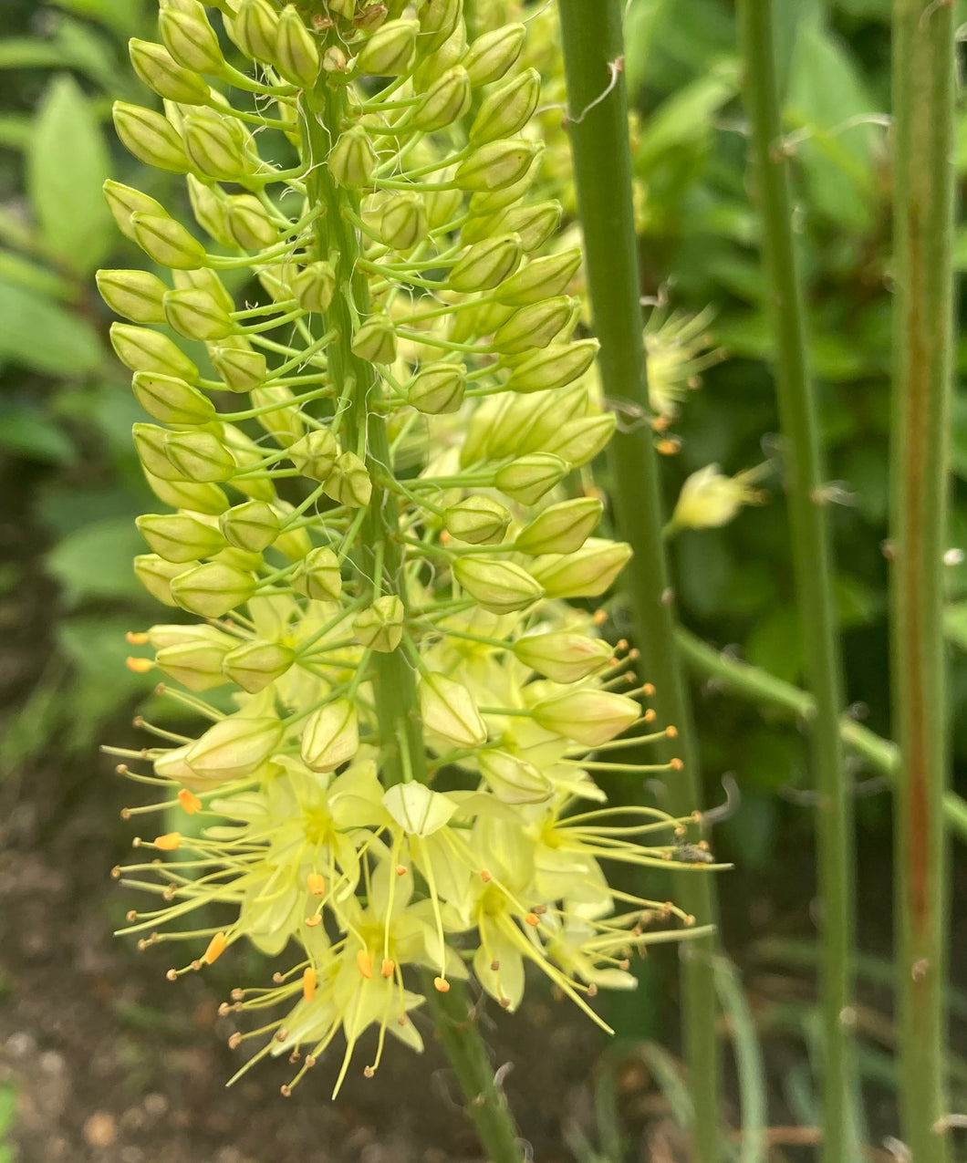 1 root/crown of yellow Foxtail Lily (Eremurus bungei stenophyllus) Includes Postage