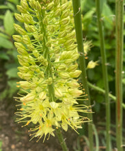 Load image into Gallery viewer, 2 roots of yellow Foxtail Lily (Eremurus bungei stenophyllus) Includes Postage
