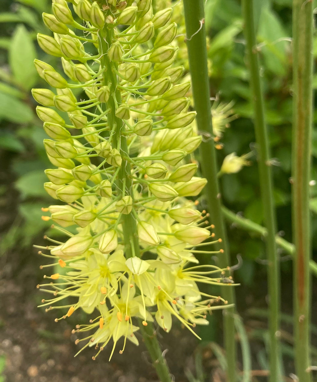 1 root/crown of yellow Foxtail Lily/Eremurus (Moneymaker) Includes Postage