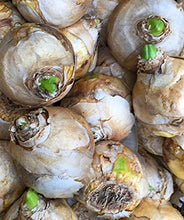 Load image into Gallery viewer, 20 bulbs of Hyacinth (Gipsy Princess) Includes Postage
